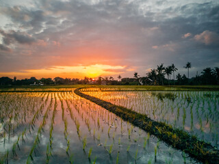 Beautiful sunset with dramatic sky, overlooking green rice terraces in Bali Indonesia,