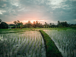 Beautiful sunset with dramatic sky, overlooking green rice terraces in Bali Indonesia,