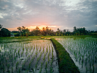 Beautiful sunset with dramatic sky, overlooking green rice terraces in Bali Indonesia,