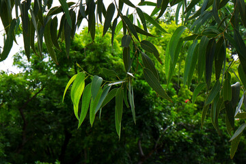 Eucalyptus fresh green leaves isolated on tree in garden