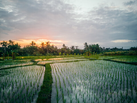 Beautiful sunset with dramatic sky, overlooking green rice terraces in Bali Indonesia, © Younes