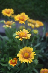 yellow flowers in the park