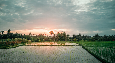 Beautiful sunset with dramatic sky, overlooking green rice terraces in Bali Indonesia,