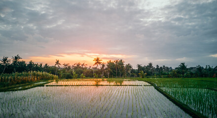 Beautiful sunset with dramatic sky, overlooking green rice terraces in Bali Indonesia,