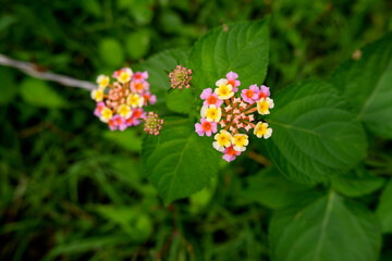 top view of pink & yellow tiny flowers isolated on plant