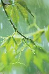New Virginia Victoria Creeper Leaves, Early Summer Rain Raindrops, Wet Fresh Young Woodbine Leaf Rainy Day Background, Large Detailed Horizontal Woody Vine Parthenocissus Quinquefolia Five-leaved