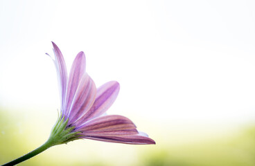 side view of purple gerber daisy flower.  Close up with copy space. Mothers Day and Valentines Day