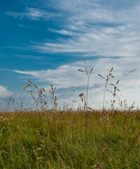 grass and summer sky