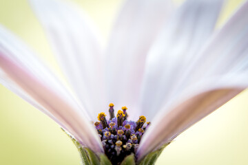 White Daisy with missing petal showing purple carpals and orange interior pollen.  Macro Photography.