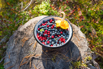 Wild blueberries and lingonberries with chanterelle mushroom in bowl on stump in forest. Foraging...