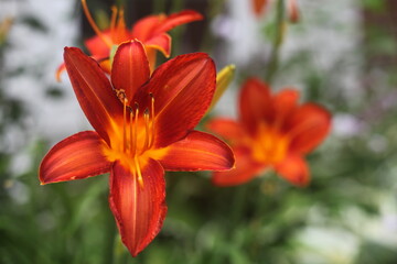 Fototapeta premium orange lily flower