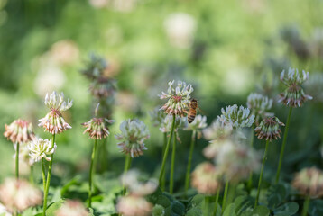 Green clover clover flowers，Trifolium repens L.