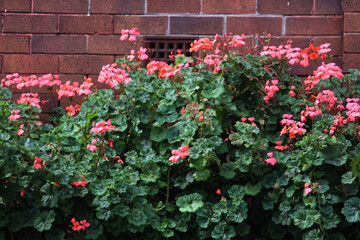 Pink Horseshoe geranium plant growing against a brick wall