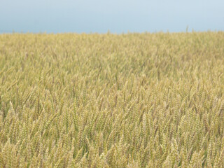 field of wheat