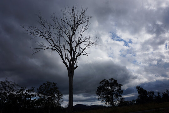 Silhouette of a bare tree against storm clouds