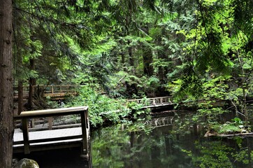 Wooden Bridge in the Forest
