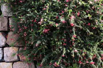 Grevillea lanigera plant with pink flowers growing in a garden