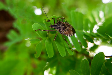 close shot of black insect isolated on tamarind leaves