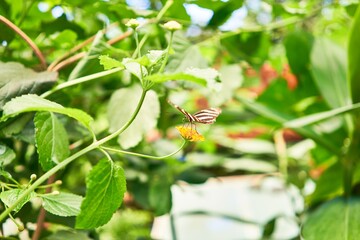 Beautiful butterflies at butterfly home