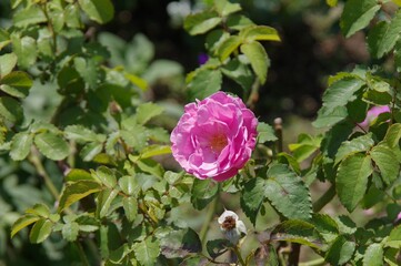 薔薇の花