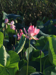 The blooming of pink lotus in Astrakhan region, river, summer. Russia wild nature