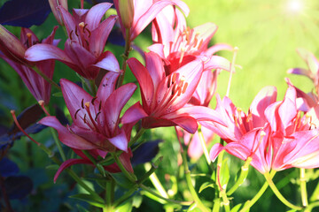 Fototapeta premium Flowering lily in the home garden in the summer. Natural blurred background.