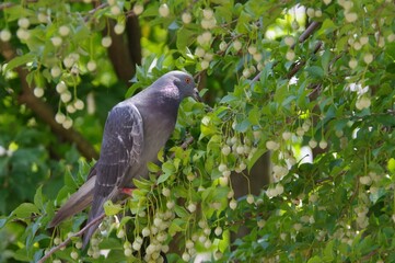 まだ熟してないエゴノキの実をついばんでいる鳩