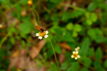 closeup view of honey bee with grass flower in field