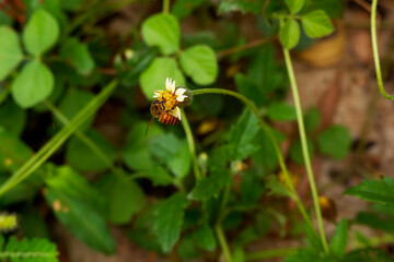 top view of honey bee isolated on grass flower in field