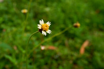view of tiny grass flower isolated in garden