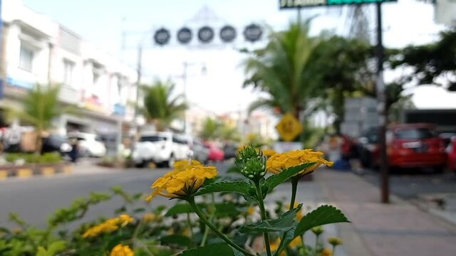 yellow roadside flowers swaying in the wind