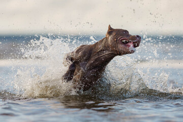 dog on the beach. Active pit bull terrier running on water. pet in summer 