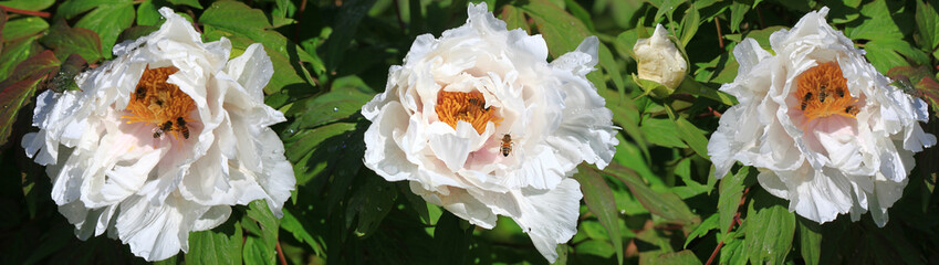 Tree-like peony, tree-shaped white peony in the garden, peony petals close-up at sunset, natural blurred background. Insect on a flower.