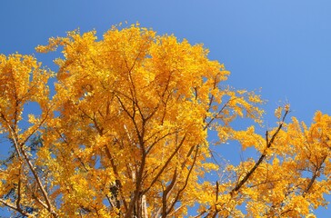 快晴の青空と銀杏の木です