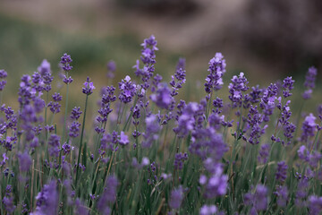 lavender field in provence france