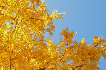 快晴の青空と銀杏の木です