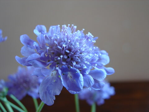 Blue pincushion flower, scabiosa, close up