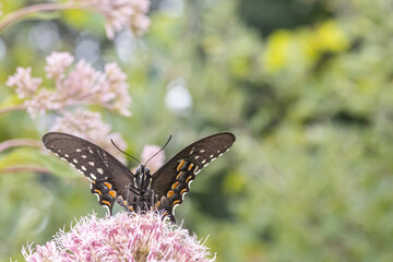 Spicebush swallowtail butterfly feeding from milkweed flowers - Papilio troilus