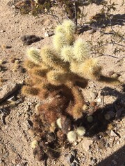 Joshua Tree National Park