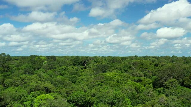 Amazing thick Amazon jungle rainforest, rising aerial view over treetops