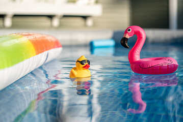 duck swimming in the pool