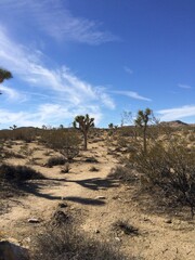 Joshua Tree National Park