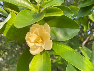Obraz premium flower, yellow, nature, white, green, plant, garden, blossom, spring, rose, flora, bloom, petal, beautiful, beauty, tropical, leaf, flowers, floral, macro, frangipani, summer, plumeria, blooming, orch