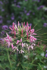 flower of a thistle, pink flowers, garden, summer day 