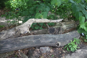 old wood, tree, summer day 