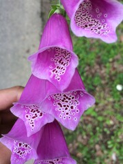 purple flower in the garden