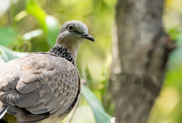 Close up Spotted Dove Perched on Branch Isolated on Nature Background