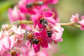 Close up Honey Bee Collecting Nectar from Pink Flower