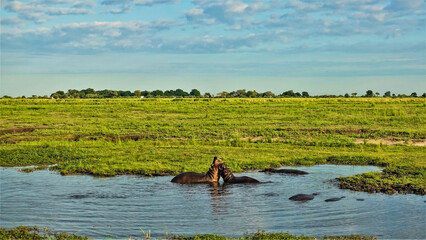 Obraz na płótnie Canvas Wild life of Africa. Two hippos are playing in the swamp, their heads are up, their mouths are open. The backs of other hippos are visible. Bright green grass on the shore. Blue sky. Botswana, Chobe.