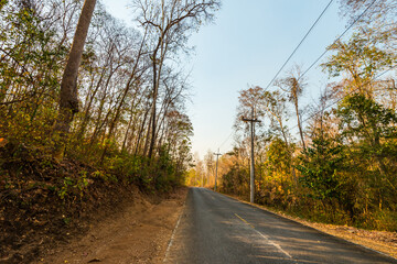 Fototapeta premium Under the shade of trees.14